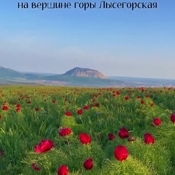 Flowering wild peonies of the Caucasus