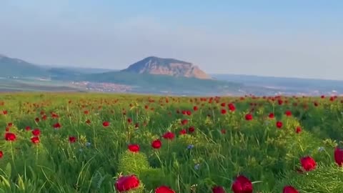 Flowering wild peonies of the Caucasus