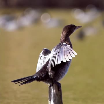 Sun’s Out, Wings Out! 🐦☀️ | Sounds of Nature