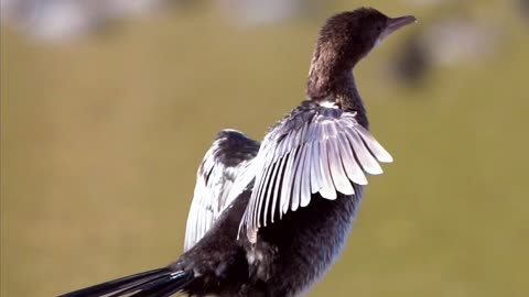 Sun’s Out, Wings Out! 🐦☀️ | Sounds of Nature