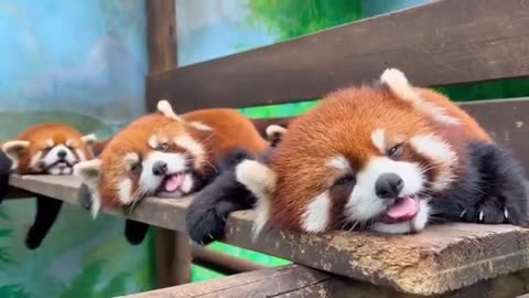 Red Panda
