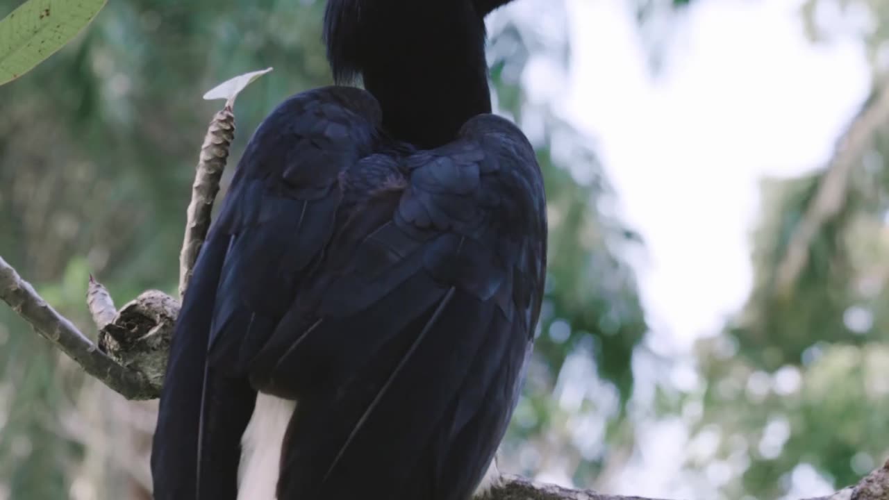 Animal
