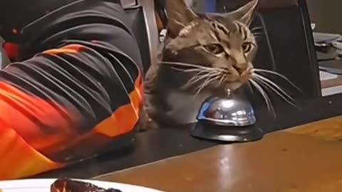 the behavior of a hungry cat asking for food