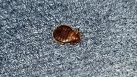 Bed Bug Texas Termite & Pest Control - Bed Bug Removal in Cypress