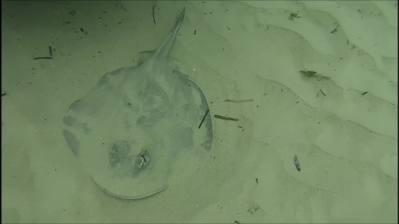 Stingray And Friends Are Sprung