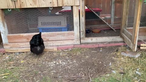 Chicken Goes to the Vet and Learns She Can't Fly