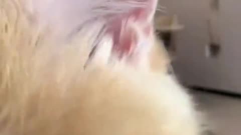 🤣🐾 Wait For It... This Cute Awwwrrrr Will Melt Your Heart! | FunFM
