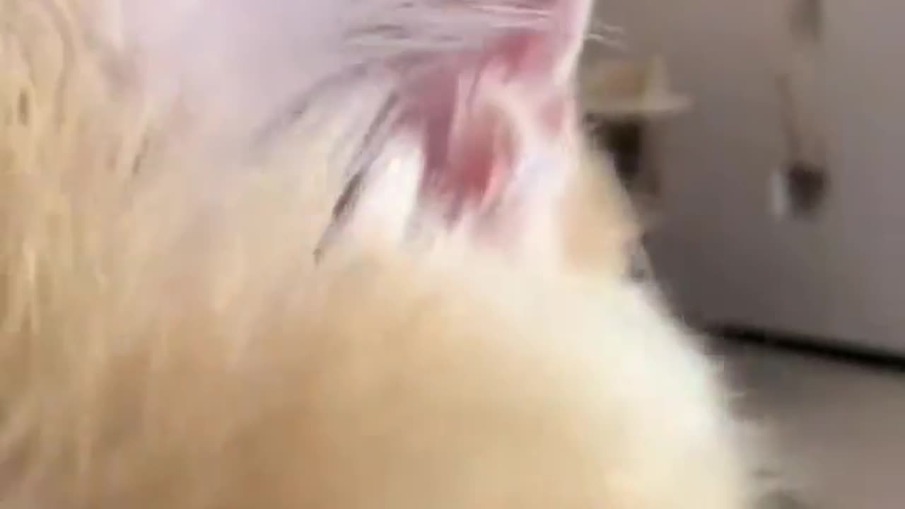🤣🐾 Wait For It... This Cute Awwwrrrr Will Melt Your Heart! | FunFM