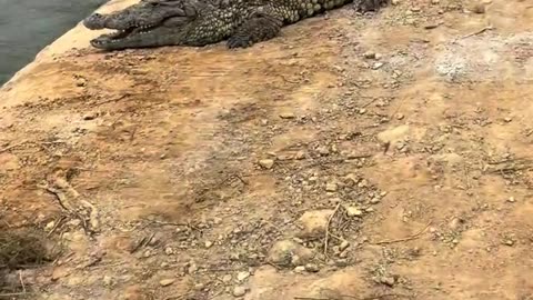 The crocodile is afraid of the shovel.