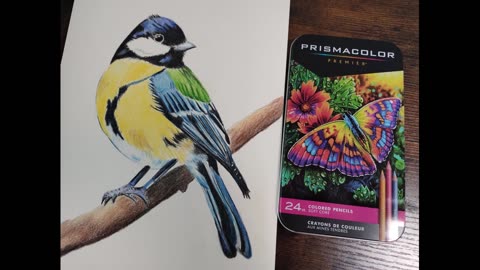 Drawing a tit: Prismacolor Premier