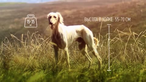 Казахская борзая - тазы