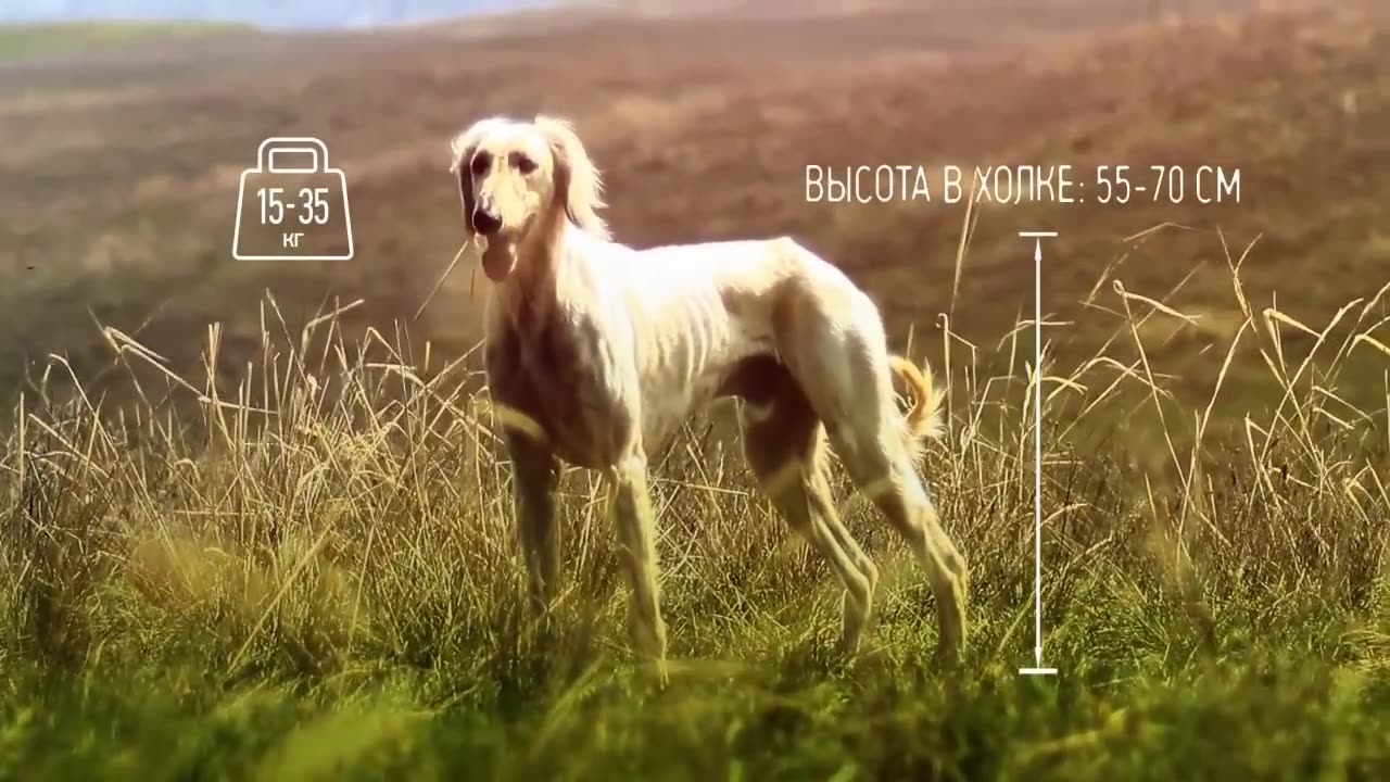 Казахская борзая - тазы