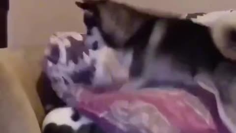 Full Dog's comedy Videos 🤣 so cute videos 😍