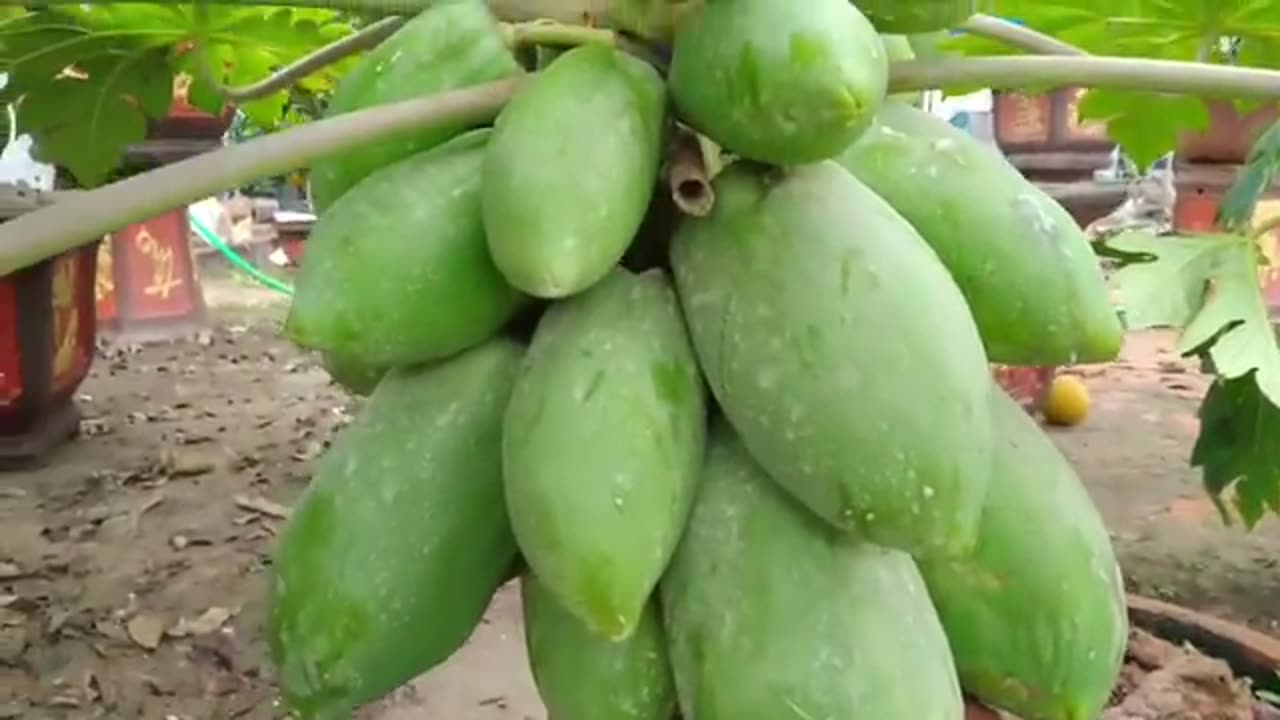 How to grow beautiful super dwarf papaya trees | Papaya air layering method