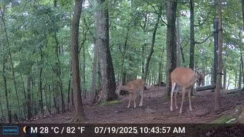 The Woods – 07/20/2025