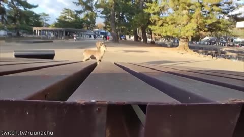 Funniest animals videos you can find on internet ???
