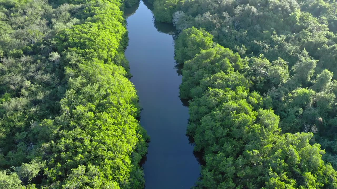 River passing through a forest full of trees