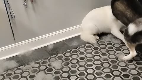 😂🐶 Sibling Derps at the Groomers! | FunFM