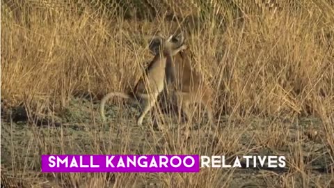 12 Unusual Pets You Won't Believe People Have. #PETS #ANIMALS