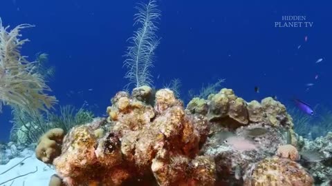 "ULTIMATE Jungle Life Awaits! Discover the Hidden Wonders of Ainimals 🦅🦁🐶🐯🫎"