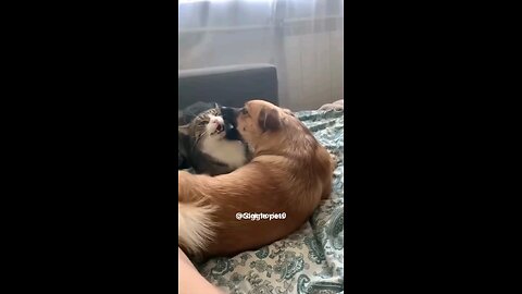 Animais da sueira