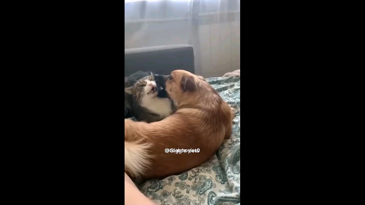 Animais da sueira