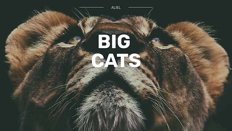 BIG #cats #documentary (TV MINI SERIES) RELEASE DATE JAN 11,2018