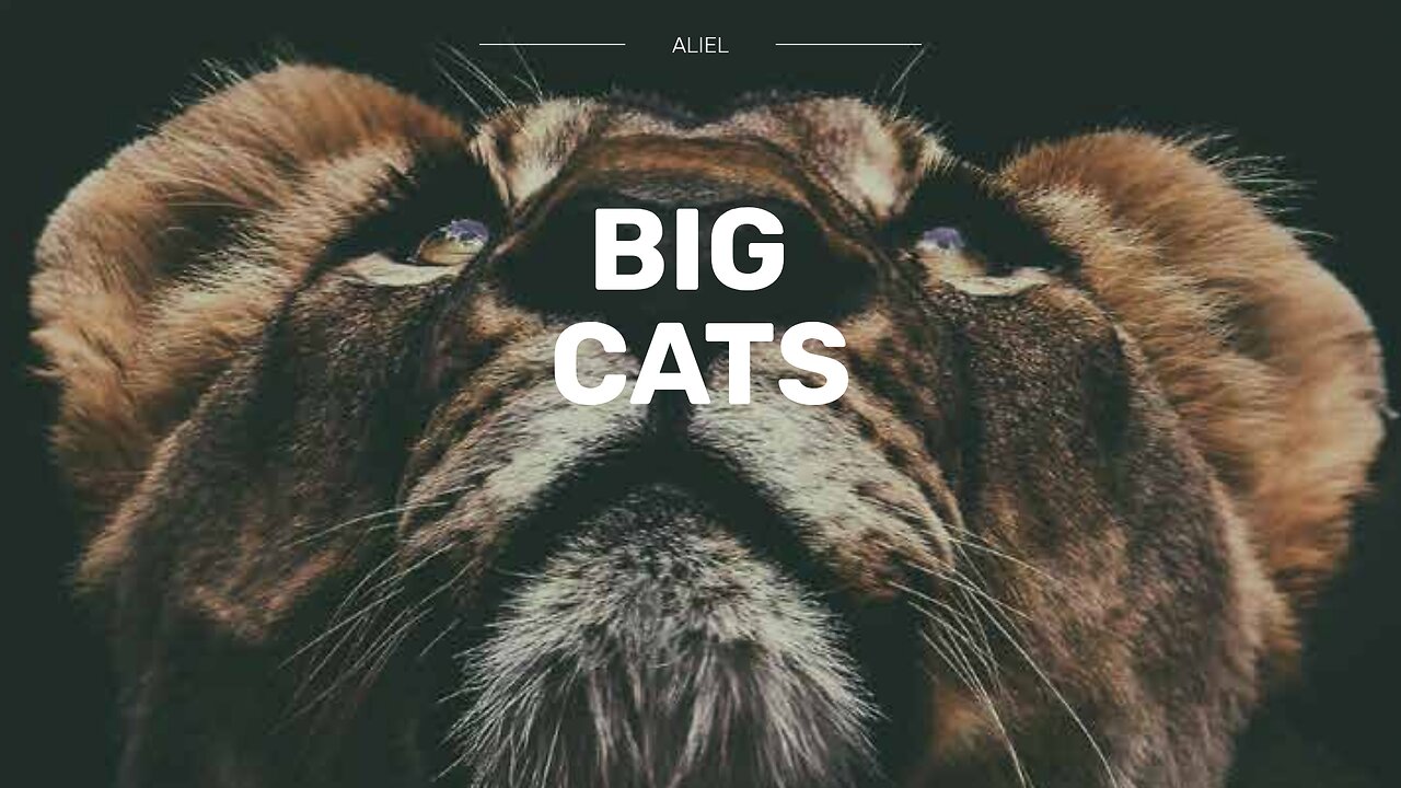 BIG #cats #documentary (TV MINI SERIES) RELEASE DATE JAN 11,2018