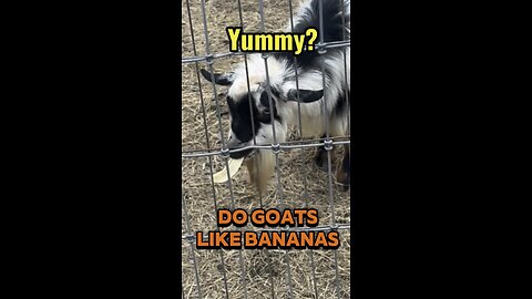 We Gave a Goat a Banana… Here’s What Happened 😳🍌