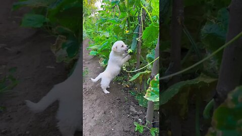 The puppy secretly eats cucumbers in the vegetable garden and is cute. Dogs are cute little pets in