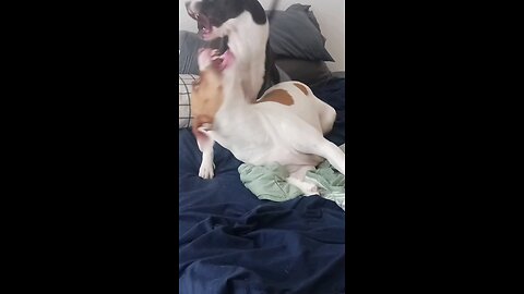 dog play