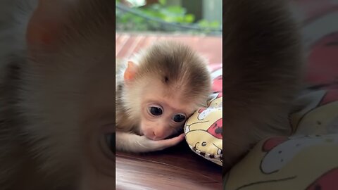 Hungry Baby Monkey Mistakes His Thumb for Food!