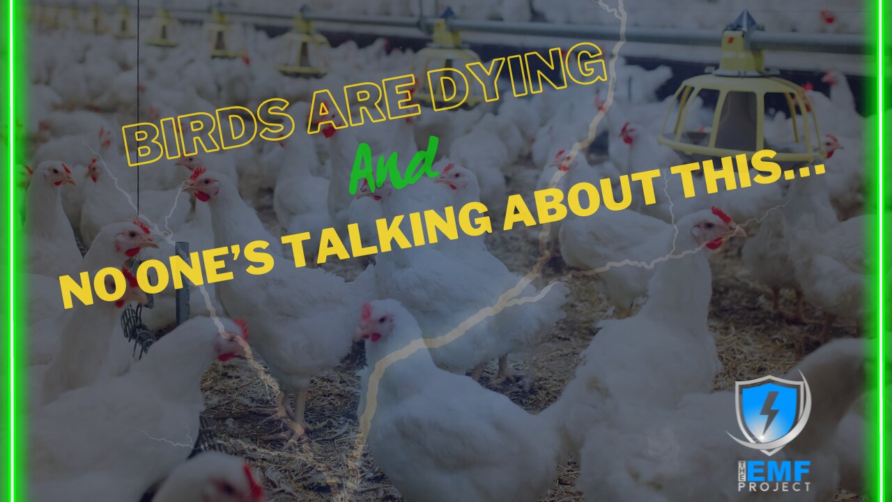 Birds Are Dying