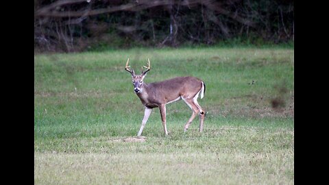 TX Night Hog's & Deer Weekly, 11/08/25