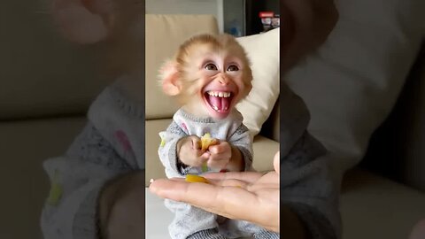 Happiness looks like this monkey’s grin! 😄