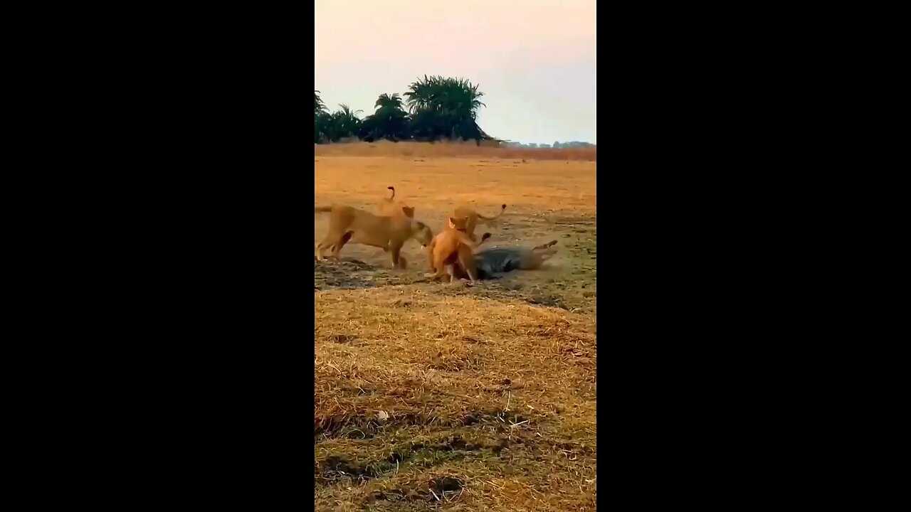 Brutal Nature| lions vs Crocodile