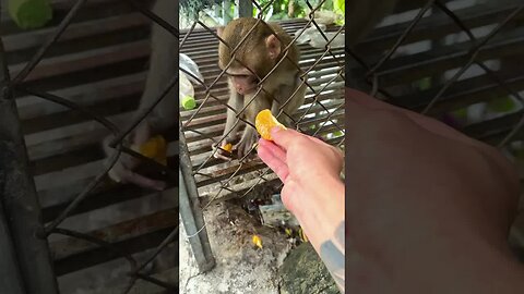 Caring for an Abandoned Monkey, the Mysterious Behaviors of Monkeys #11