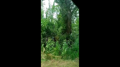 satisfying Video