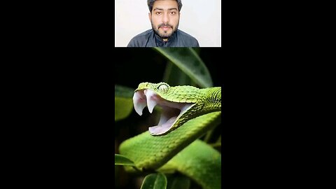 Amazing facts about green vine snake