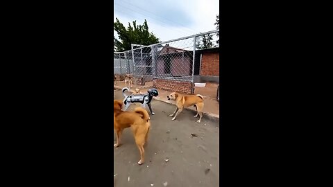 Real dog and Robot 🤖 dog 🐕 #video #viral #funny #entertainment #enjoy #art #action #edit