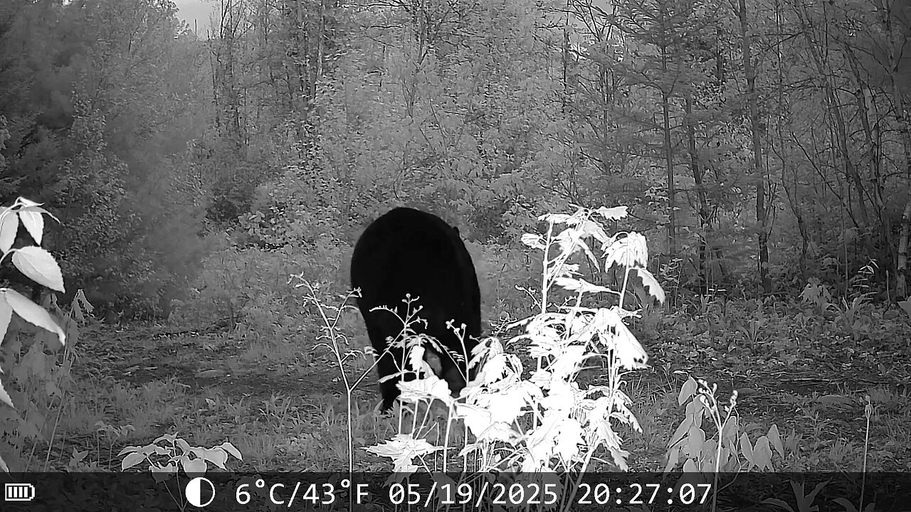 We have bears on the homestead