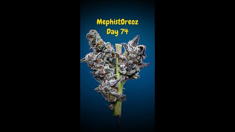 MephistOreoz (Autoflower) - Bud & Trichome shots