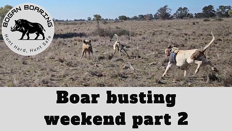 Boar busting weekend part 2
