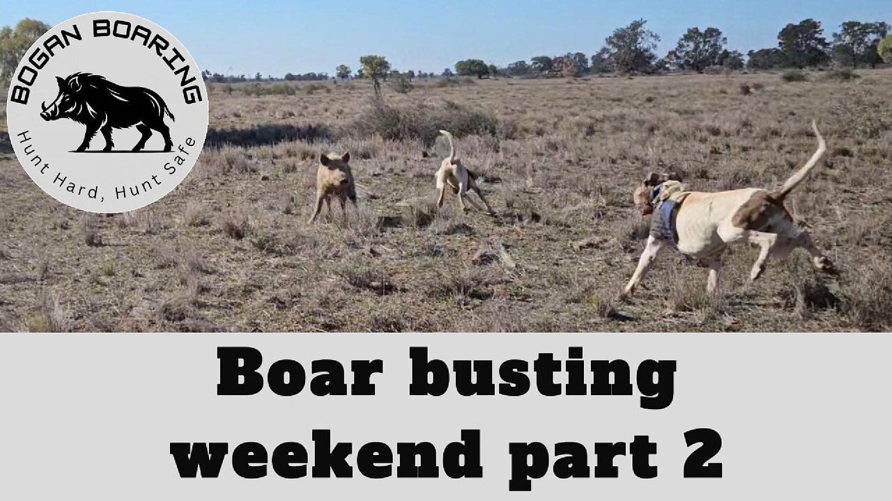 Boar busting weekend part 2