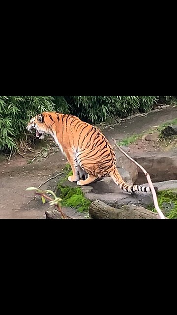 Tiger roars and poops