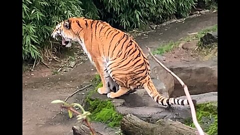 Tiger roars and poops