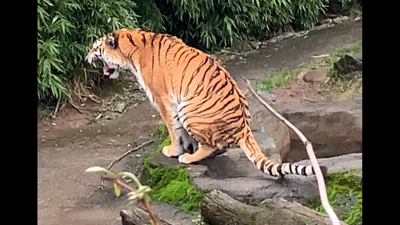 Tiger roars and poops