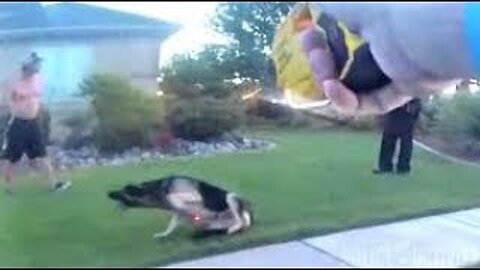 Bodycam Shows Utah Cop Use Taser on Attacking Dog#2678