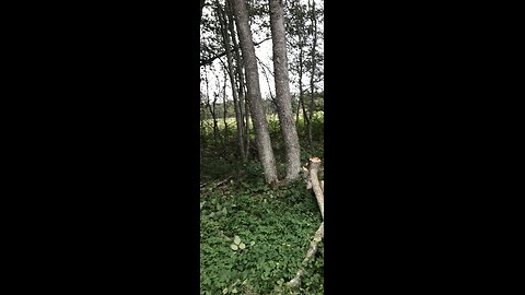 Part 1: Taking down ash tree killed by fungi and some aldertrees