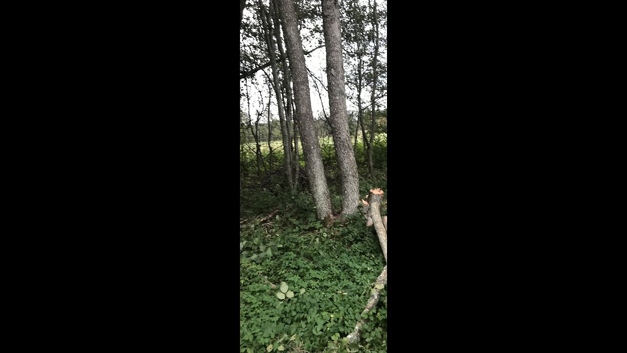 Part 1: Taking down ash tree killed by fungi and some aldertrees